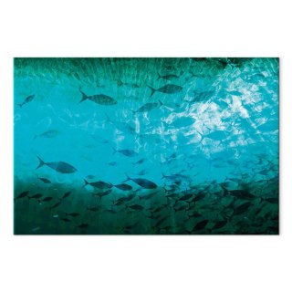 Obraz - Gromada ciemnych ryb