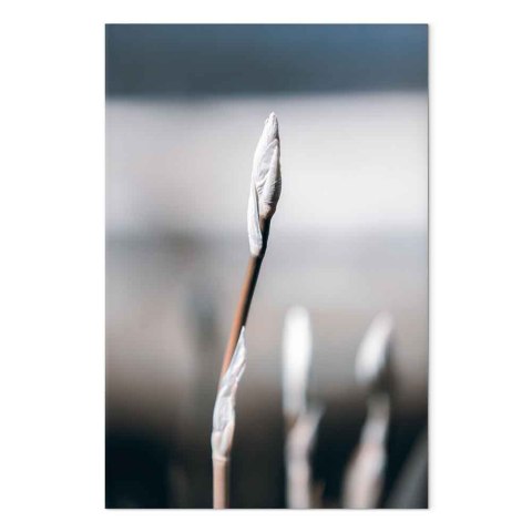 Obraz - Botaniczny minimalizm (1-częściowy) pionowy 20x30 Na płótnie włoskim