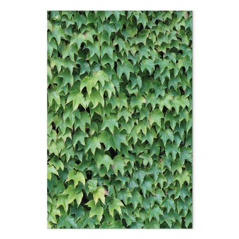 Obraz - Gęsty bluszcz (1-częściowy) pionowy 20x30 Premium Print
