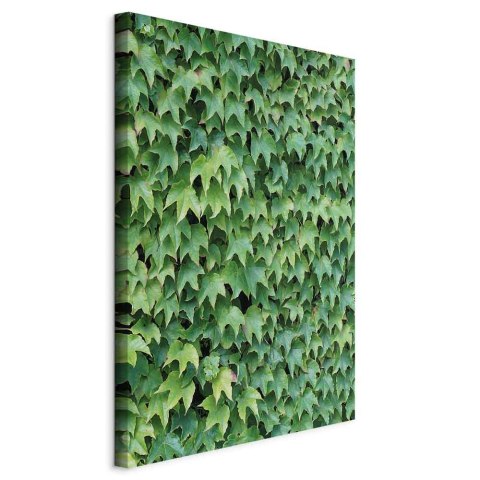 Obraz - Gęsty bluszcz (1-częściowy) pionowy 40x60 Na płótnie włoskim