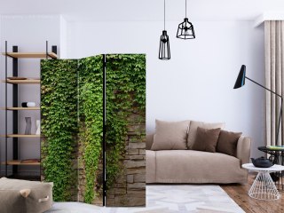 Parawan - Ściana bluszczu 135x172 Akustyczny