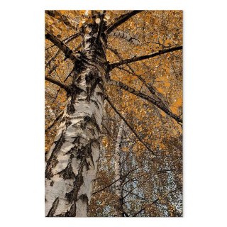 Obraz - Jesienna kolorystyka (1-częściowy) pionowy 20x30 Akustyczny