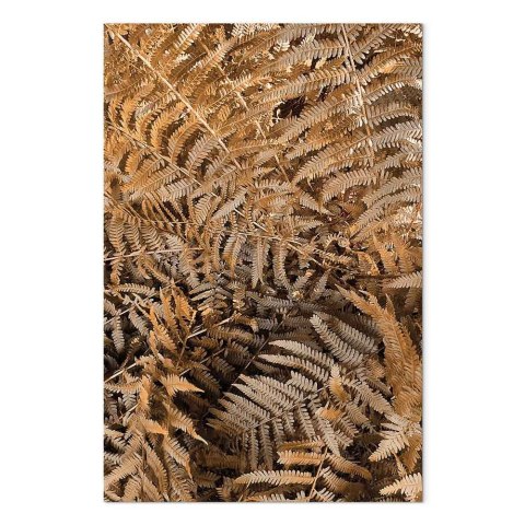Obraz - Tajemnicza paproć (1-częściowy) pionowy 40x60 Standard