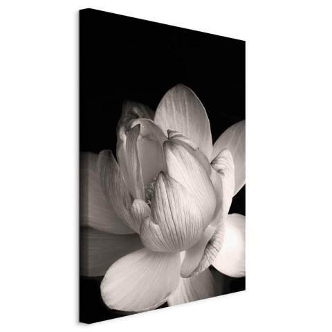 Obraz - Delikatność płatków w naturze (1-częściowy) - kwiat w czerni i bieli 40x60 Standard