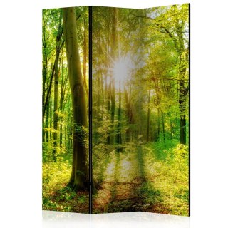 Parawan - Promienie lasu 135x172 Akustyczny