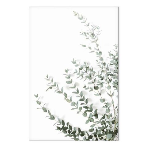 Obraz - Eukaliptus Parvifolia (1-częściowy) pionowy 20x30 Na płótnie włoskim