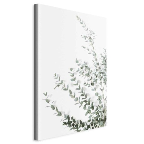 Obraz - Eukaliptus Parvifolia (1-częściowy) pionowy 20x30 Standard