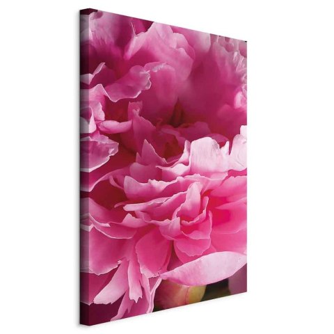 Obraz - Rozkwit piękna (1-częściowy) - różowy kwiat piwonii w objęciach natury 20x30 Standard