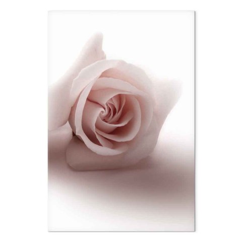 Obraz - Kwiatowy blask glamour (1-częściowy) - delikatna i pastelowa róża 20x30 Premium Print