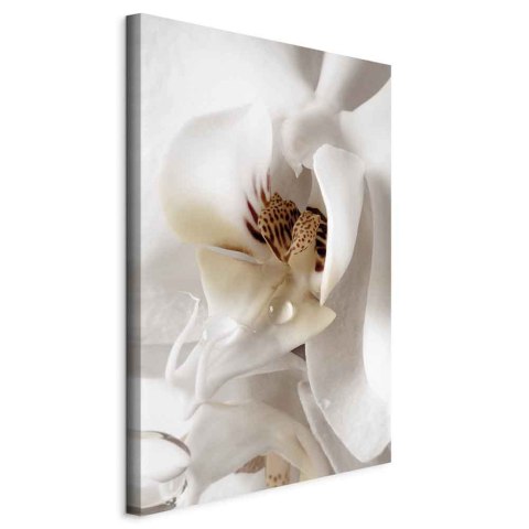 Obraz - Kropla marzenia (1-częściowy) pionowy 20x30 Standard