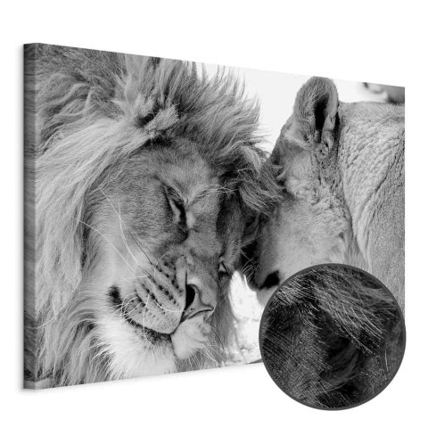 Obraz - Lwia miłość 30x20 Premium Print