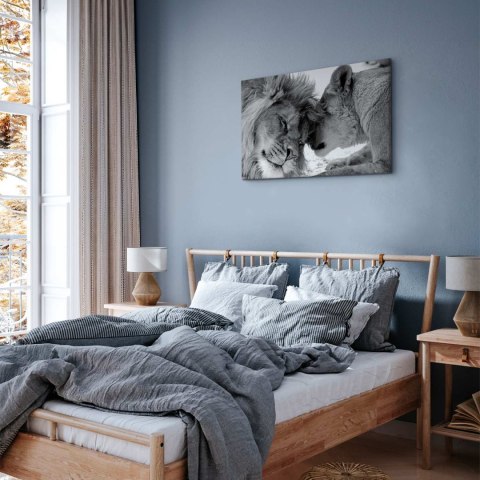 Obraz - Lwia miłość 30x20 Premium Print
