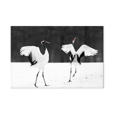 Obraz - Tańczące żurawie (1-częściowy) szeroki 30x20 Akustyczny
