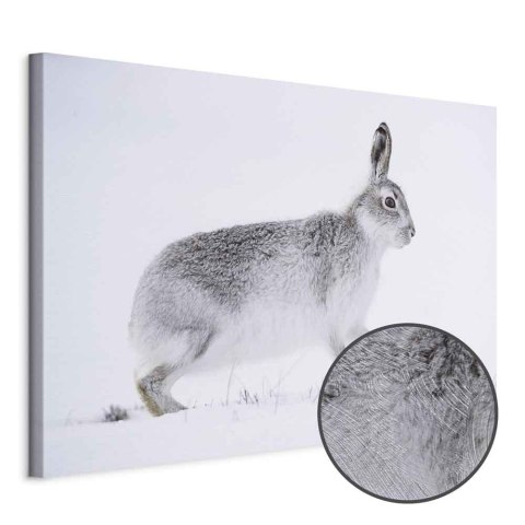 Obraz - Zając (1-częściowy) szeroki 30x20 Premium Print