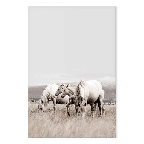 Obraz - Białe konie (1-częściowy) pionowy 20x30 Premium Print