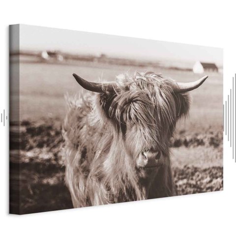 Obraz - Szkocka krowa w sepii 30x20 Akustyczny
