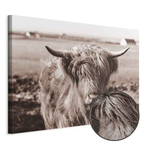 Obraz - Szkocka krowa w sepii 30x20 Premium Print