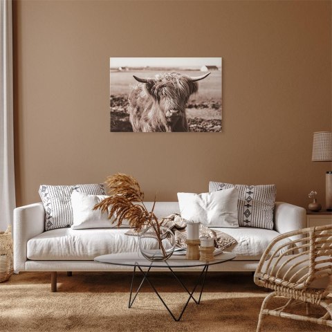 Obraz - Szkocka krowa w sepii 30x20 Standard