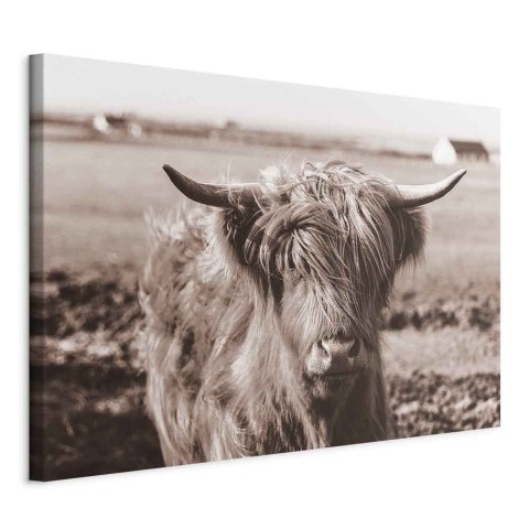 Obraz - Szkocka krowa w sepii 60x40 Na płótnie włoskim