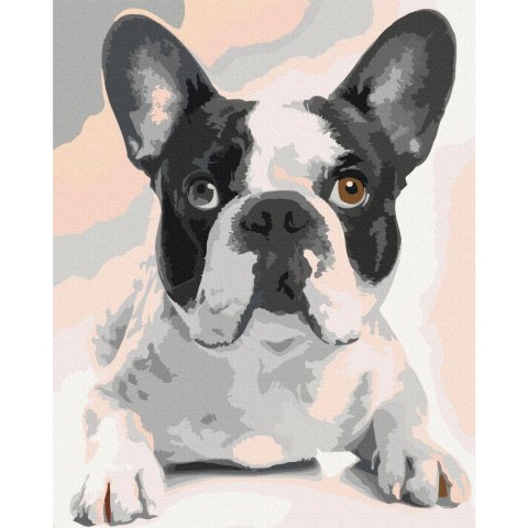 Obraz do samodzielnego malowania - Buldog francuski 40x50