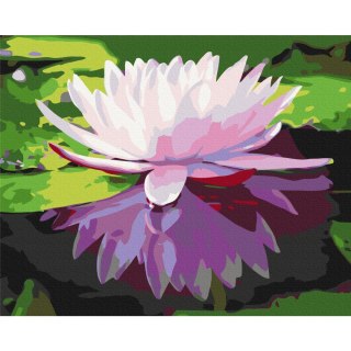 Obraz do samodzielnego malowania - Lilia wodna 50x40