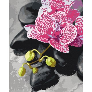 Obraz do samodzielnego malowania - Różowa orchidea 40x50