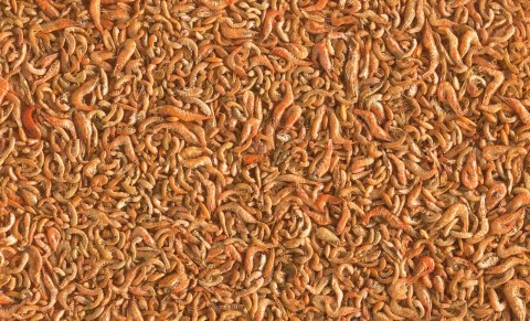 Tetra Pond Shrimp Mix 1l