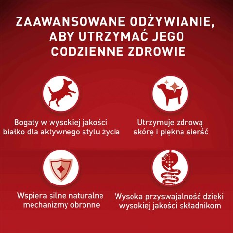 PURINA ONE Mini Delicate Łosoś, ryż - sucha karma dla psa - 800 g