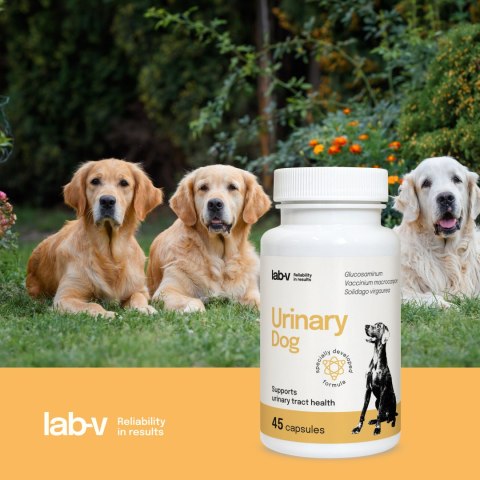Lab-v Urinary Dog Wsparcie Przy Zakażeniu Dróg Moczowych U Psów 45 Kapsułek