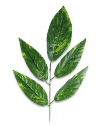 Liść mango h-55